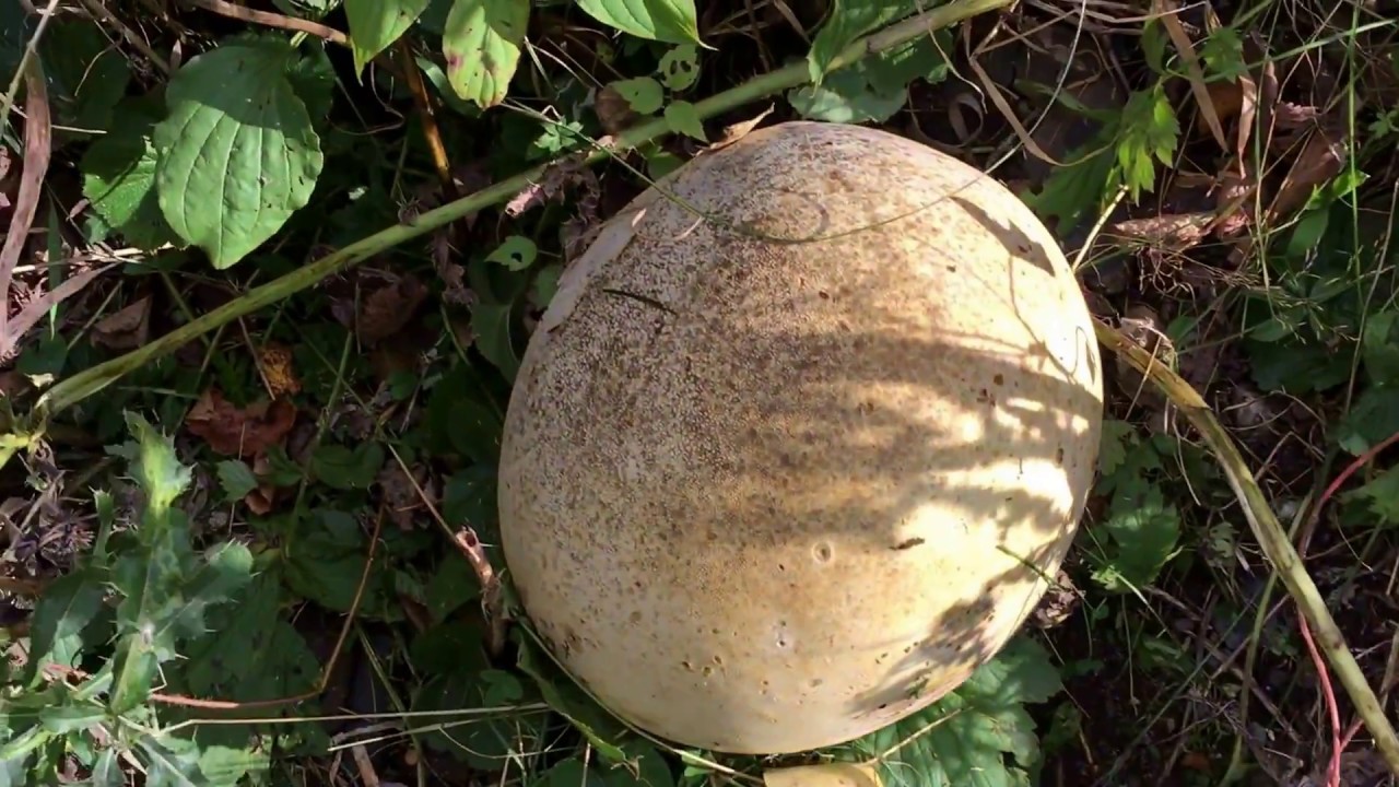 Giant Puff Ball Mushroom Found In Woods - Basketball Size Giant Puffball Mushroom
