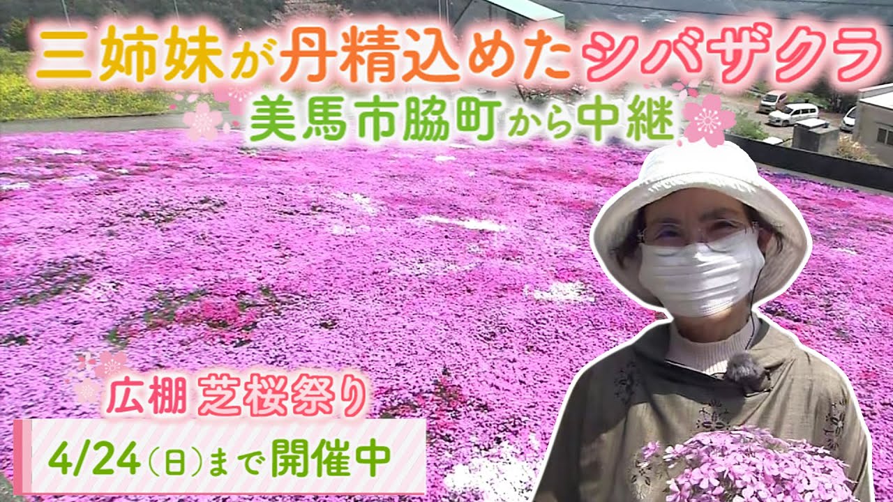 鮮やかな花の絨毯 三姉妹が丹精込めた芝桜 テレビトクシマ Youtube 鮮やかな花の絨毯 三姉妹が丹精込めた芝桜 テレビトクシマ Youtube