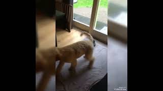 Doodle trimmen blonde puppyvacht by Wanda Klomp 111 views 6 months ago 2 minutes, 23 seconds