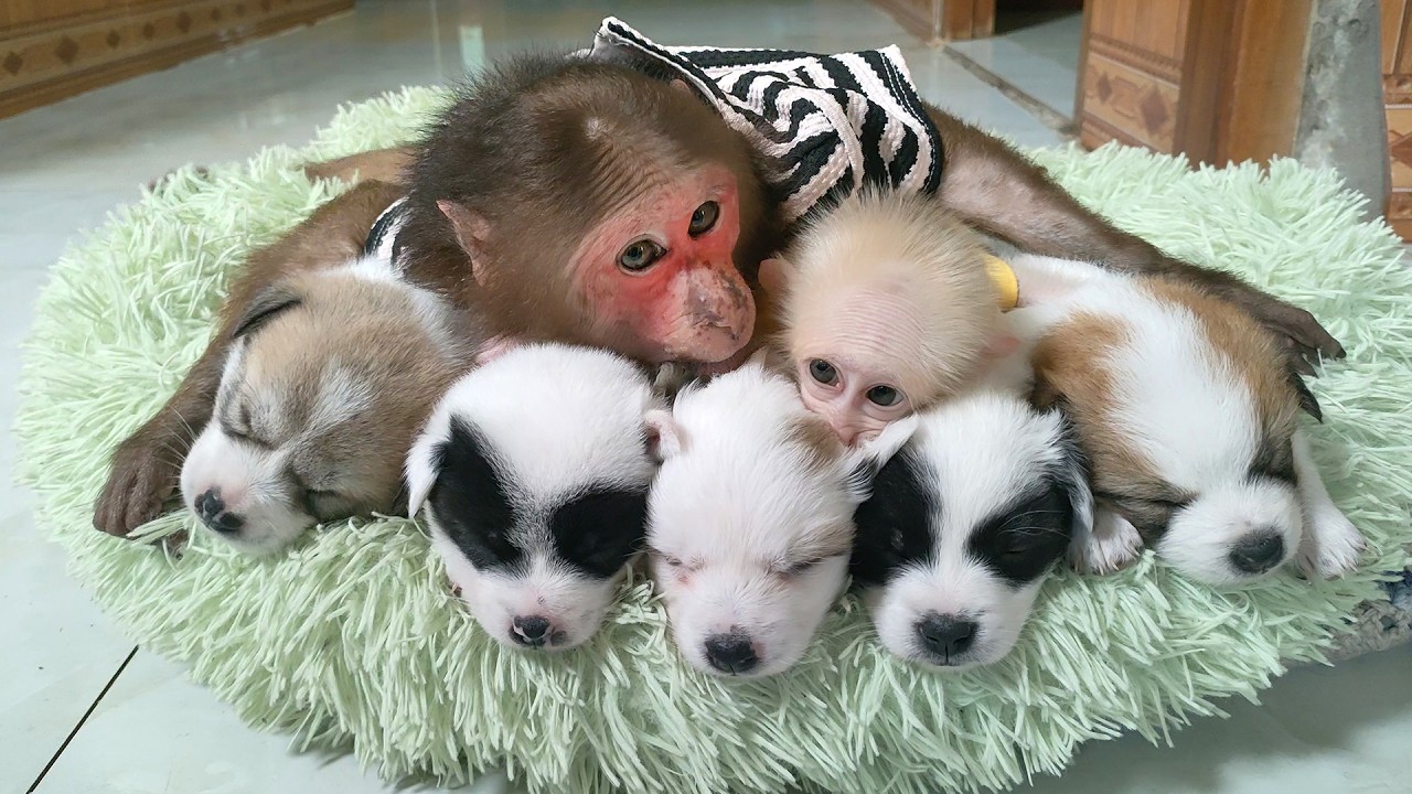 Compilation best past videos of monkeys and dogs from the last 3 year🐒🐕  Kuku Mimi Monkey SU