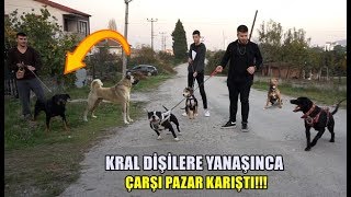 3 KÖPEKLE SOKAĞA ÇIKTIK!! - HADES ROTTWEİLER KRAL'A KAFA TUTTU!!