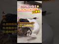 締め技やつおもろすぎwww #おもしろ #funny #面白集 #cat #猫おもしろ動画