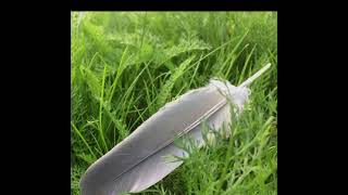 ✨ Spiritual Meaning Of The Grey Feather 🪶✨