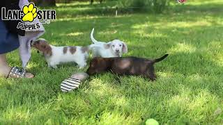 Precious Mini Dachshund Puppies