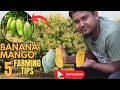 Banana mango farming in india secrets exposed      