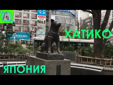 Vídeo: On és El Monument A Hachiko, El Gos Fidel I Devot