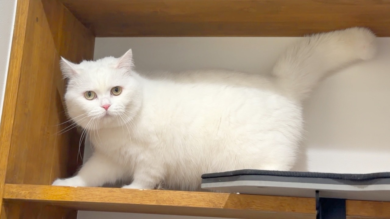 Our Usually Chill Cat Suddenly Went WILD… 😂 - YouTube