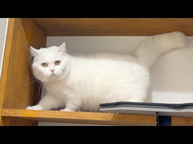 普段はおっとりな猫が突然覚醒した…！