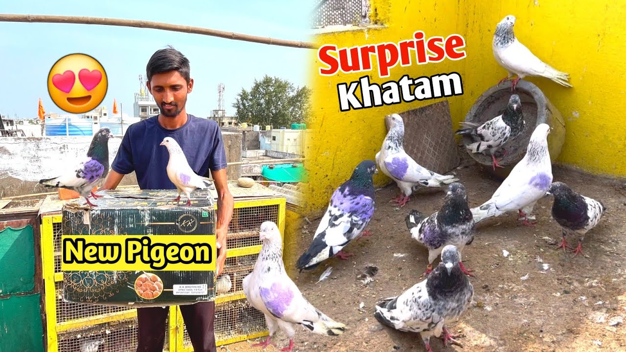 Mere Naye Kabootar Ka Kar Lo Shok🤩 || High Flying🕊️Pigeon Special😎 ||