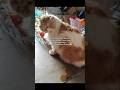 Temon Pipis Di Atas Meja Makan #shorts #animals #cat #kucing #funny #pets #kitten #lucu