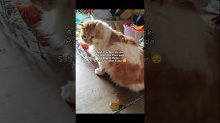 Temon Pipis Di Atas Meja Makan #shorts #animals #cat #kucing #funny #pets #kitten #lucu