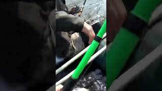 Речной монстр хариус #шорст #nature #друзья #отдых #бурятия #fishing