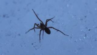 Life of christmas spider screenshot 5