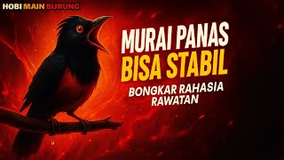 The Secret to Treating Hot, Emotional, But Stable Magpie Robins!