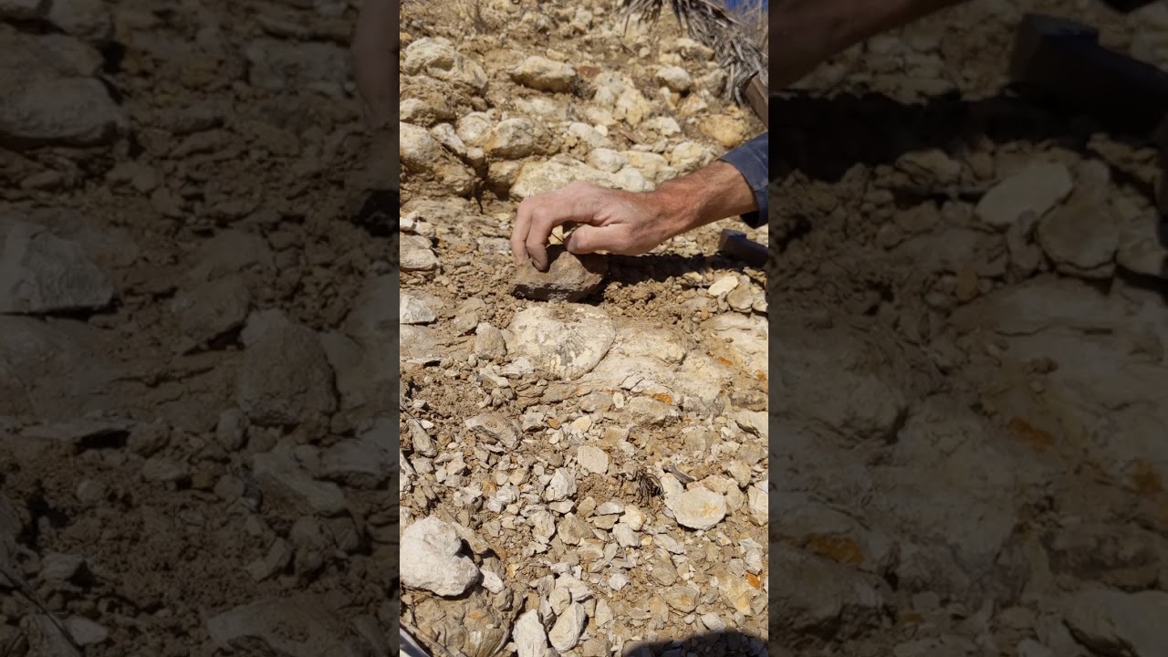 Ammonite reveal in Fort Worth Texas