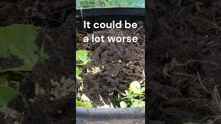 I got ants in my compost bin - could be worse #allotmentlife #humour #silly joke