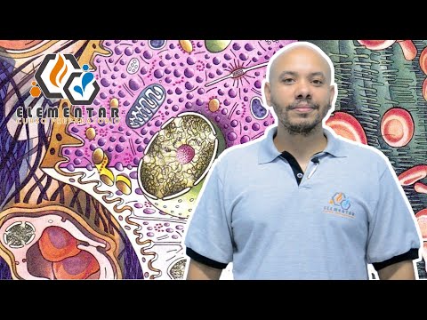 Vídeo: Como as lagoas afetam os microclimas – Aprenda sobre lagoas e microclimas