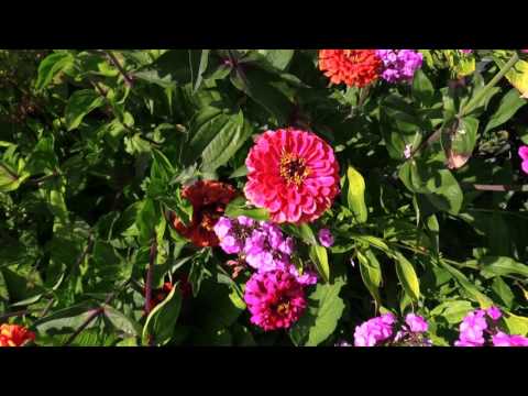 Video: Å Komponere Eviggrønne Planter I Hagen Din