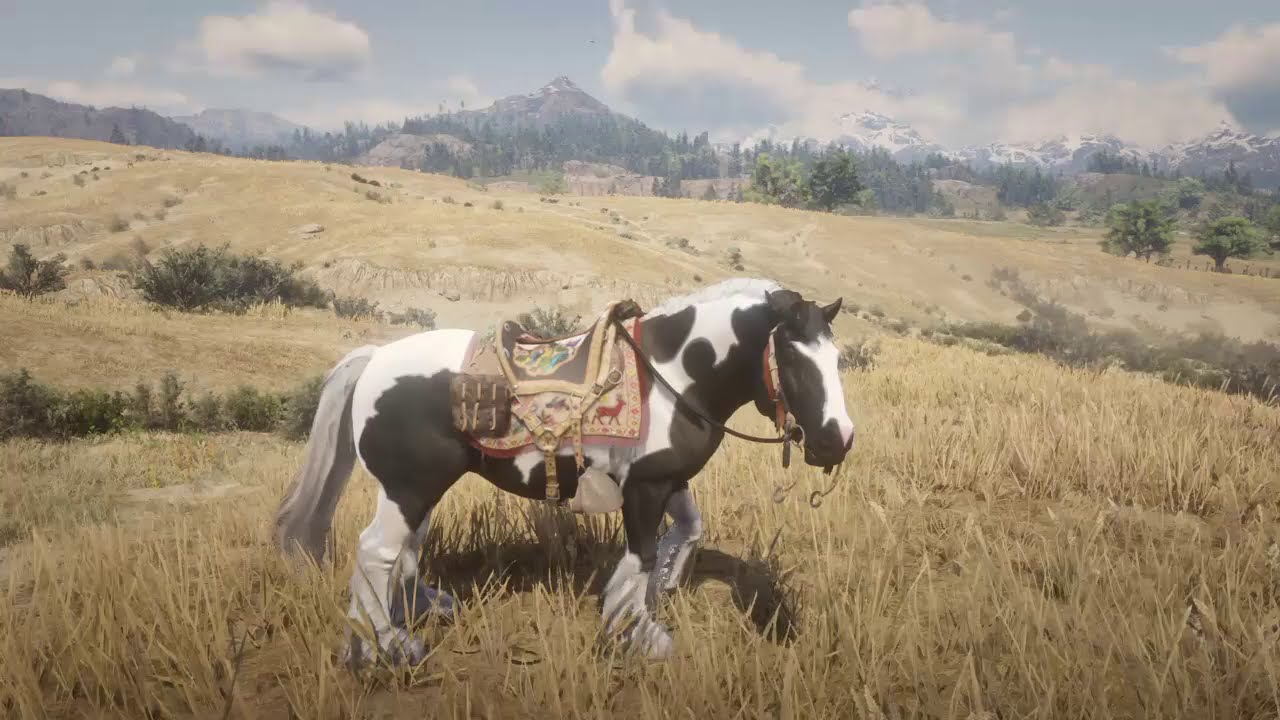 Piebald Gypsy Cob and the Foxmore Saddle YouTube