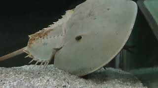 アメリカカブトガニ (竹島水族館/愛知県) - YouTube
