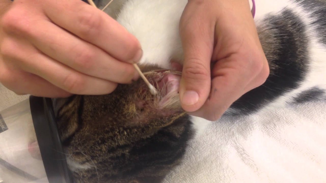 missy willis  cleaning and medicating ears cat