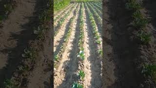 CFL 1522 phodh..#cauliflowerseeds #viral #1522 CFL 1522 phodh..#cauliflowerseeds #viral #1522