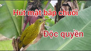 Chim hút mật bắp chuối