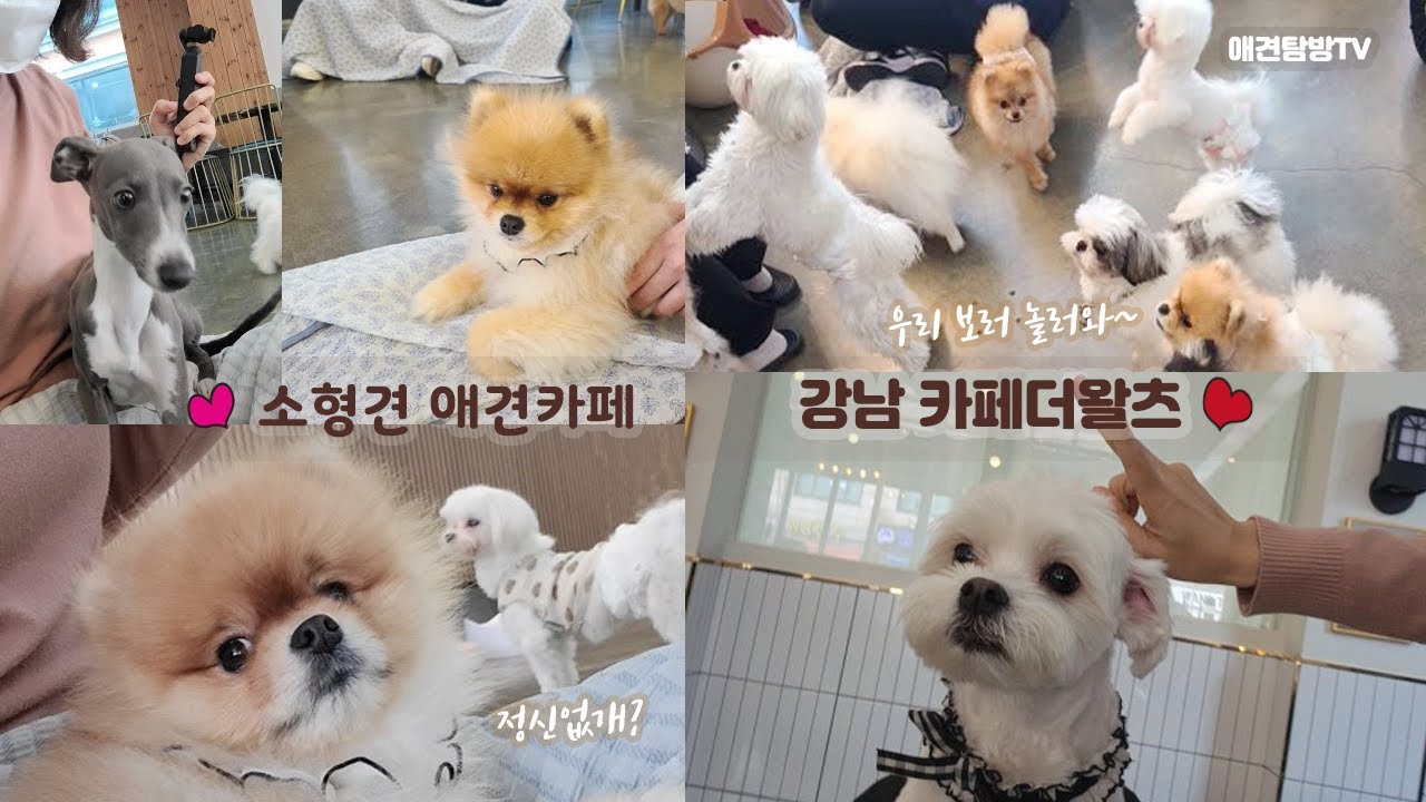 강남 소형견 애견카페, 카페더왈츠 귀요미 강아지(Gangnam small dog dog cafe, cafe the waltz cute puppy)