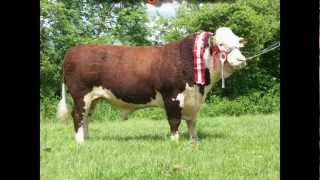 Gurteragh Hereford Cattle