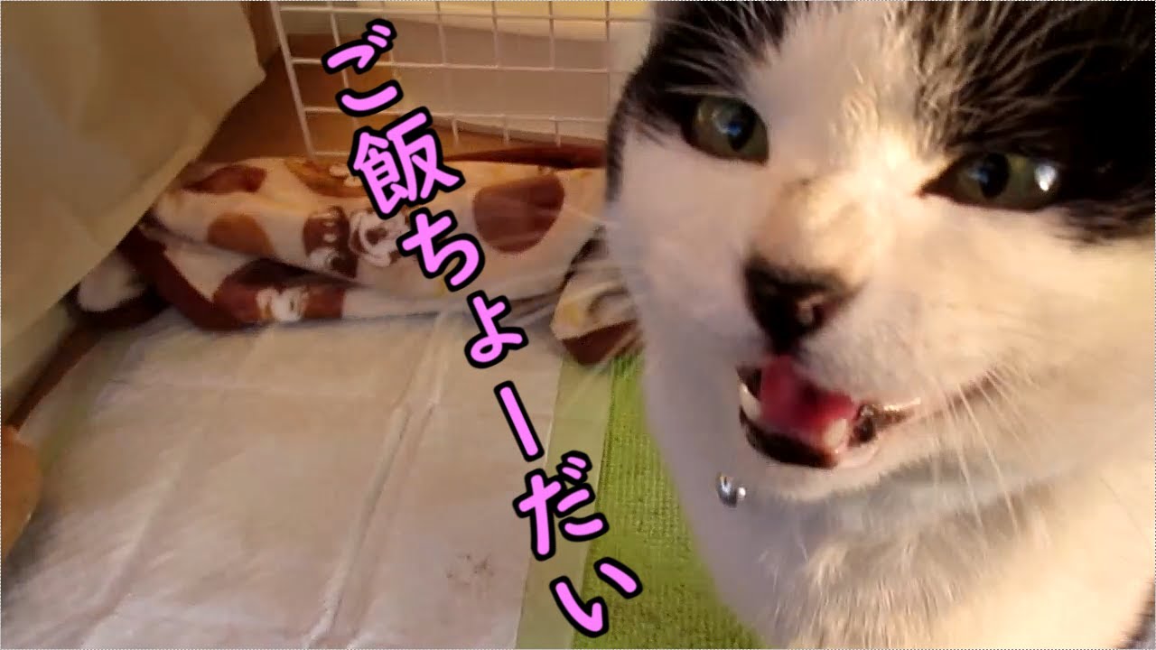 おねだりする声がかわいい猫 Cat Crying For Food ハチワレ猫 Bicolor Cat Youtube
