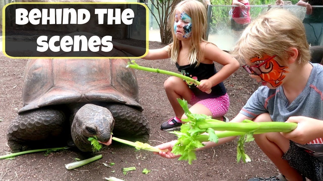 FAMILY ZOO TRIP 🦓SAN ANTONIO ZOO 🦒FEEDING TORTOISES 🐢 YouTube