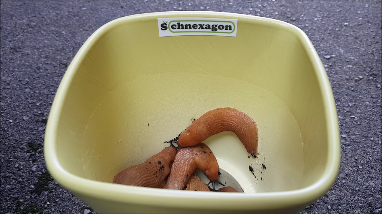 Wie Schnexagon funktioniert YouTube