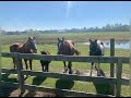 The Mosley Ranch mini documentary by Ghene Fox Admir @ Ghenefoxtheartist.com
