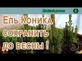 Как сохранить подарок из супермаркета Ель канадская Коника.