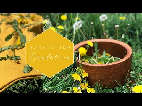 Video: Dandelion Nakapagpapagaling