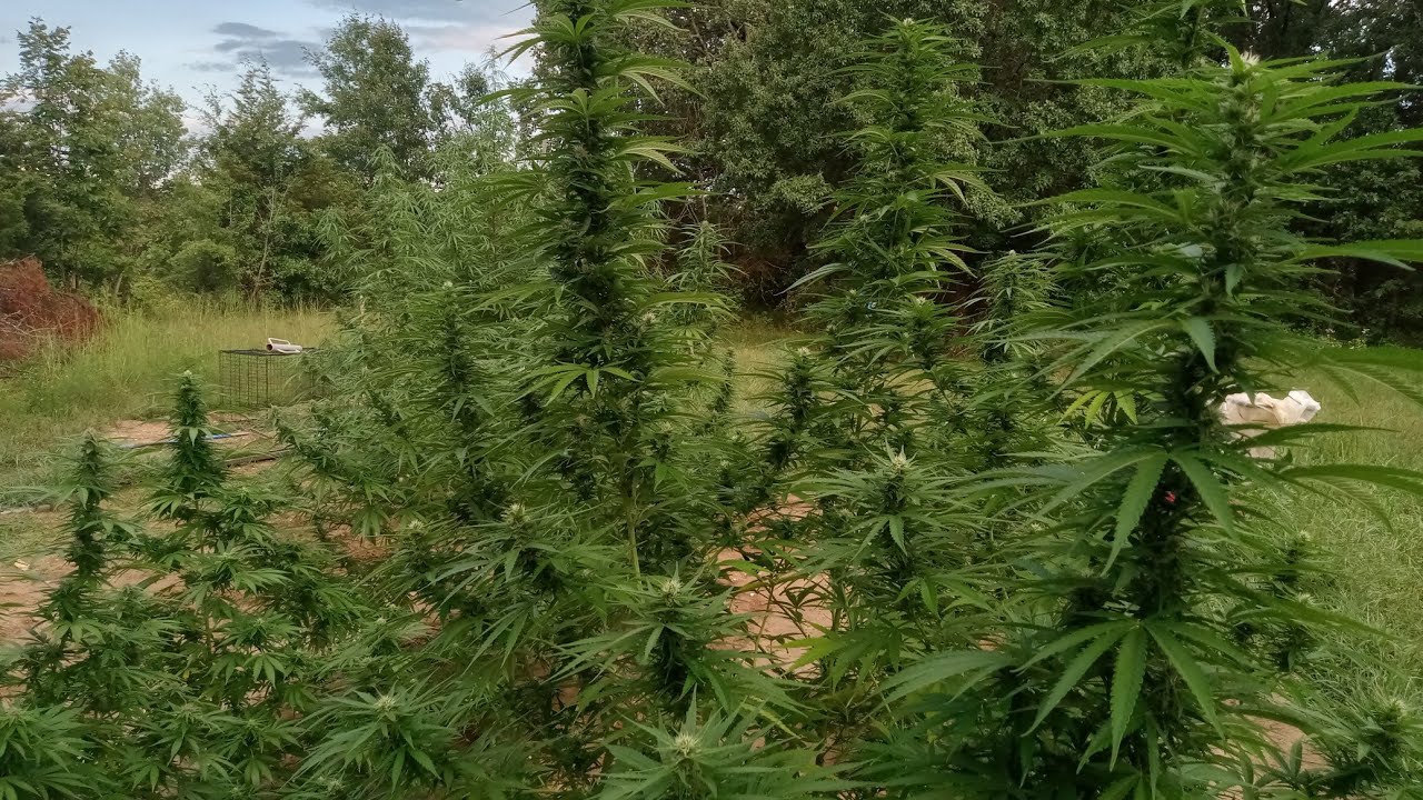 September 12th Flowering Outdoors, Cannabis Garden Update.