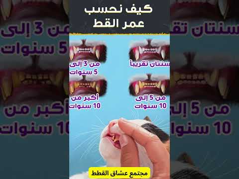 كيف نحسب عمر القط قطط عمر اكسبلور قطة قط قطط صغيرة قطة كيوت قطة الترند