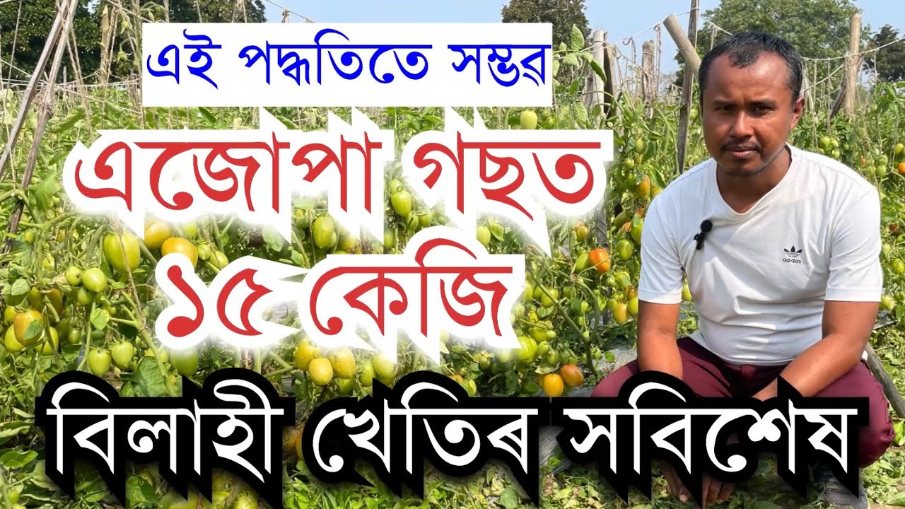 এনেকৈ কৰিলে এজোপা গছতে ১৫ কেজি বিলাহী সম্ভৱ TOMATO FARMING  II Farming ideas in Assam॥ Bilahi Kheti