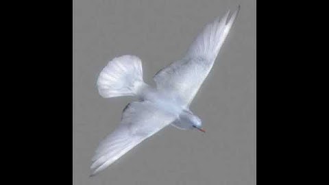 Animated  Doves 3D model from CGTrader.com