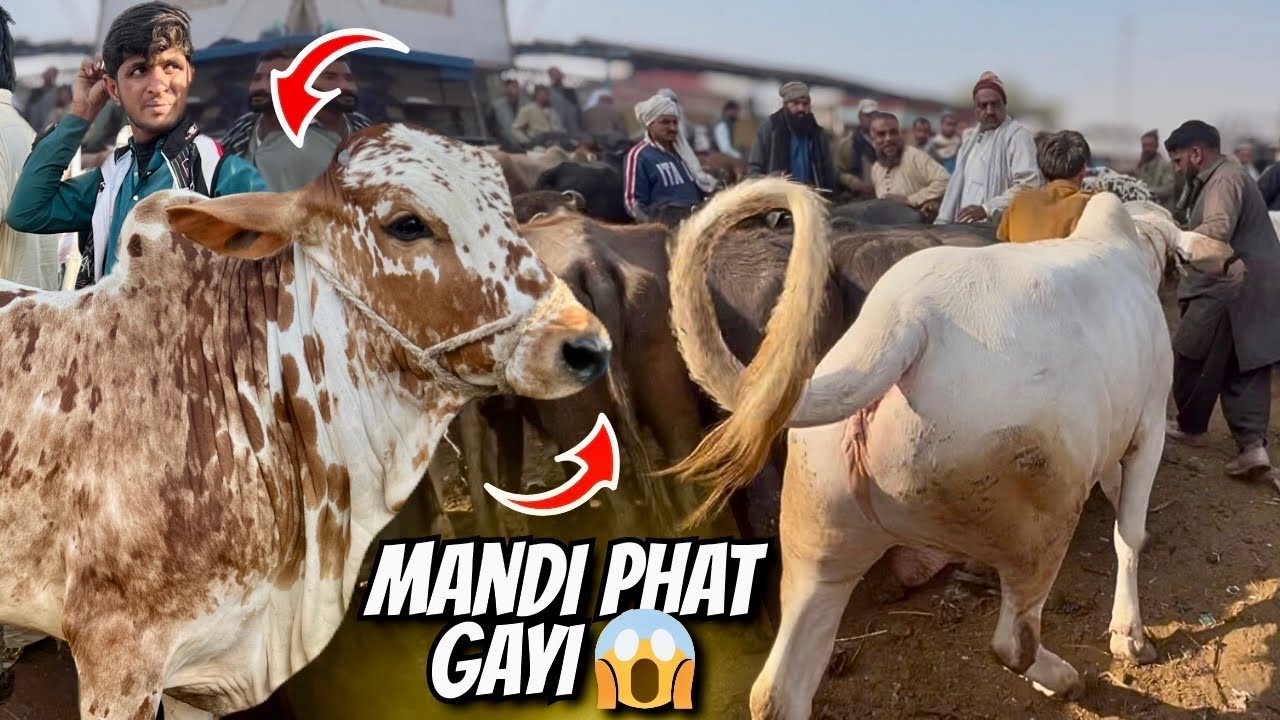 Bhains Colony Mandi PHAT Gayi! 😱🐄 | Karachi Cow Mandi Latest Rates & Heavy Soday 💸🔥