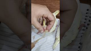 How To Hand Feeding Tail Baby Chicks