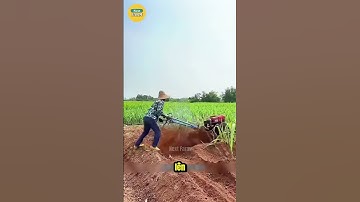 Bí Mật Giúp Cây Mía Lớn Nhanh và Khỏe Mạnh!