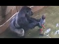 Gorilla Suddenly Snatches This Little Boy, But The Reason Behind It Surprised Everyone!