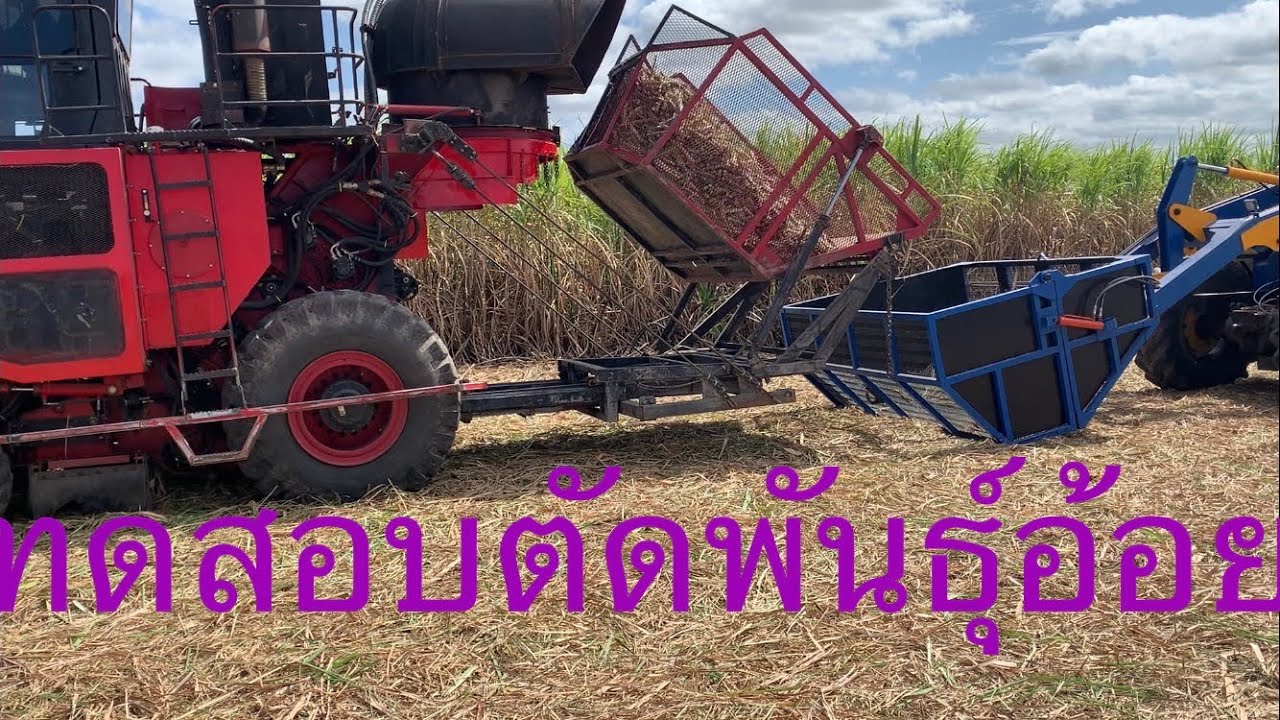 รถตัดอ้อยมุกดาหาร ทดสอบตัดพันธุ์อ้อย 14 พย 65
