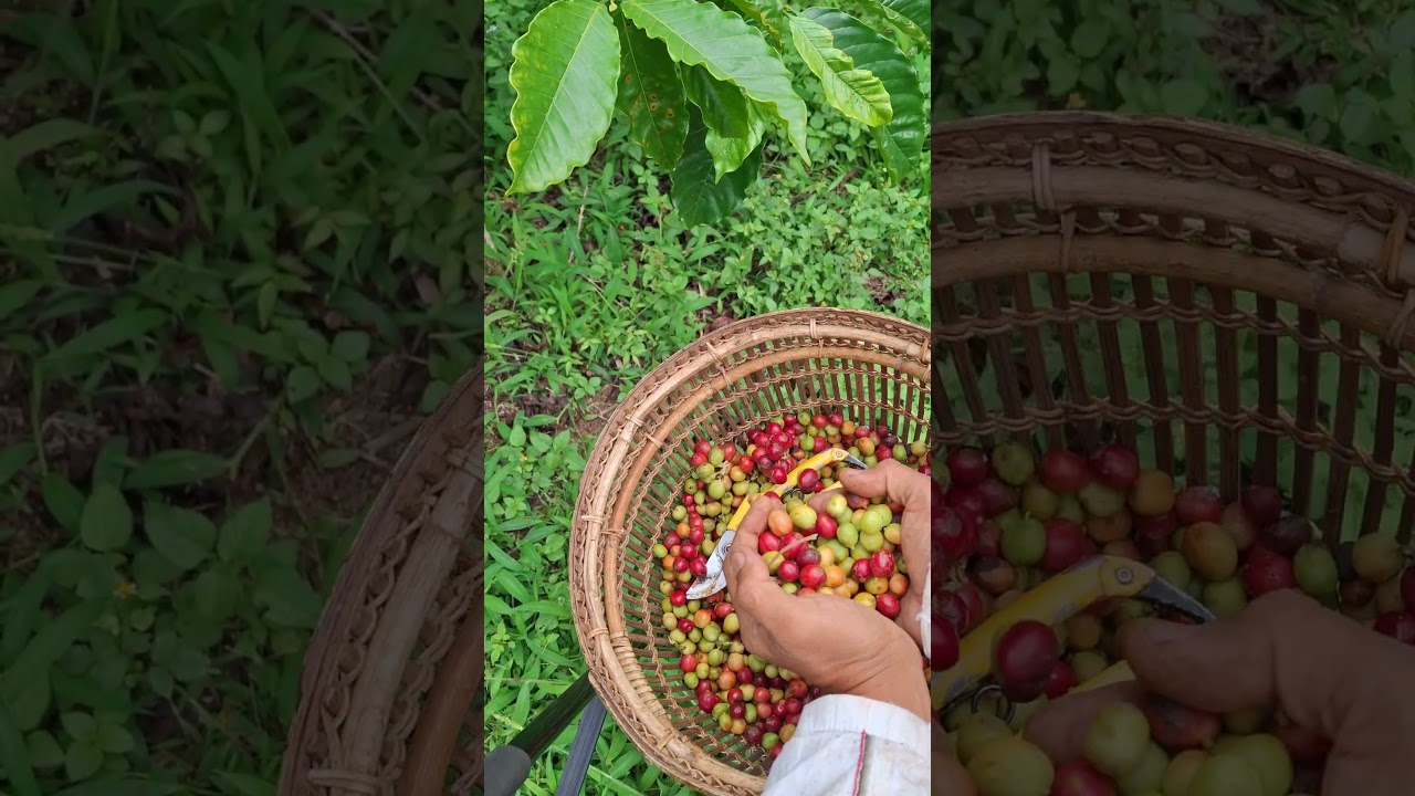 Buah di ujung musim kopi 
