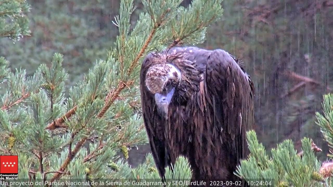 Hembra CHORREANDO. Día Internacional del Buitre pasado por agua -  P.N. Sierra de Guadarrama