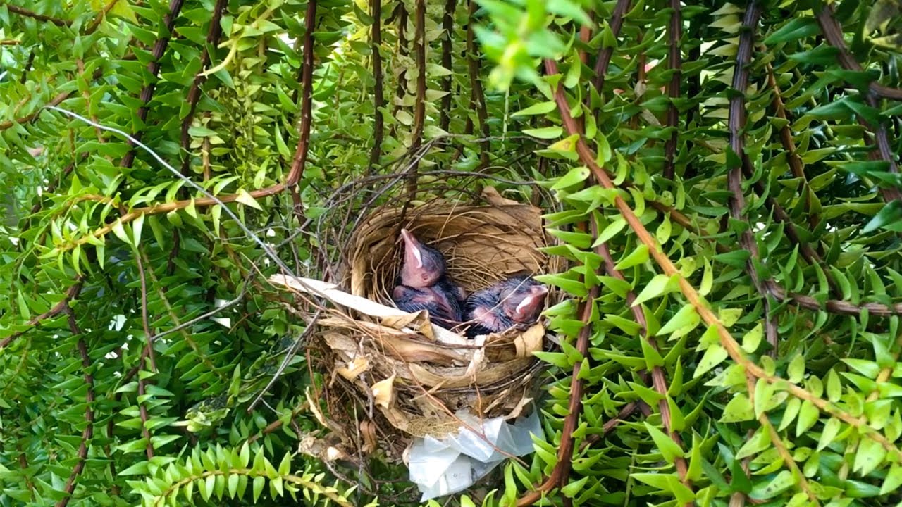 Bulbul Bird Feeding Babies in the Nest (2) YellowVented Bulbul