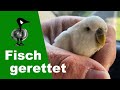 Fisch gerettet... und vier weitere Einsätze - Tiernotruf #287