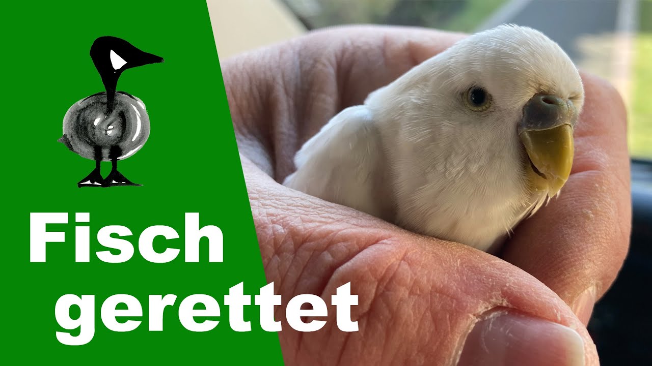 Fisch gerettet... und vier weitere Einsätze - Tiernotruf #287