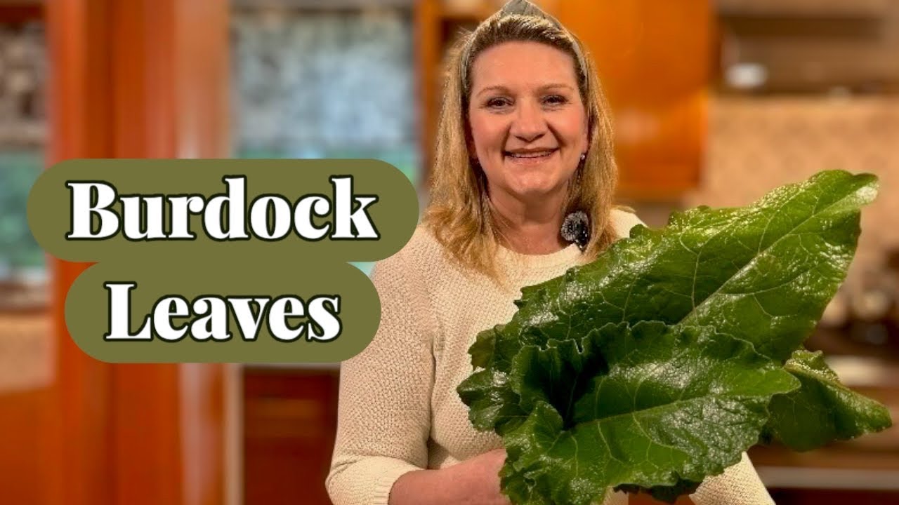 Листья лопуха также являются лекарственными средствами